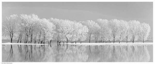Trees covered in snow on a frozen lake