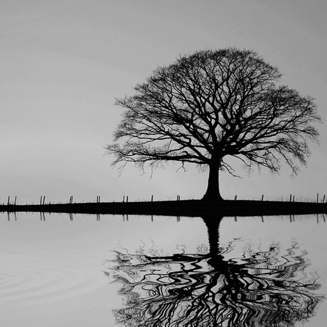 A leafless tree and its reflection in water