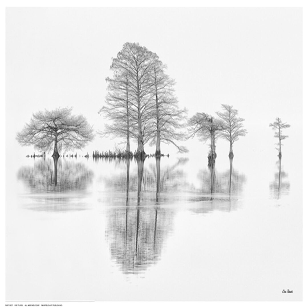 Trees and their reflection in water