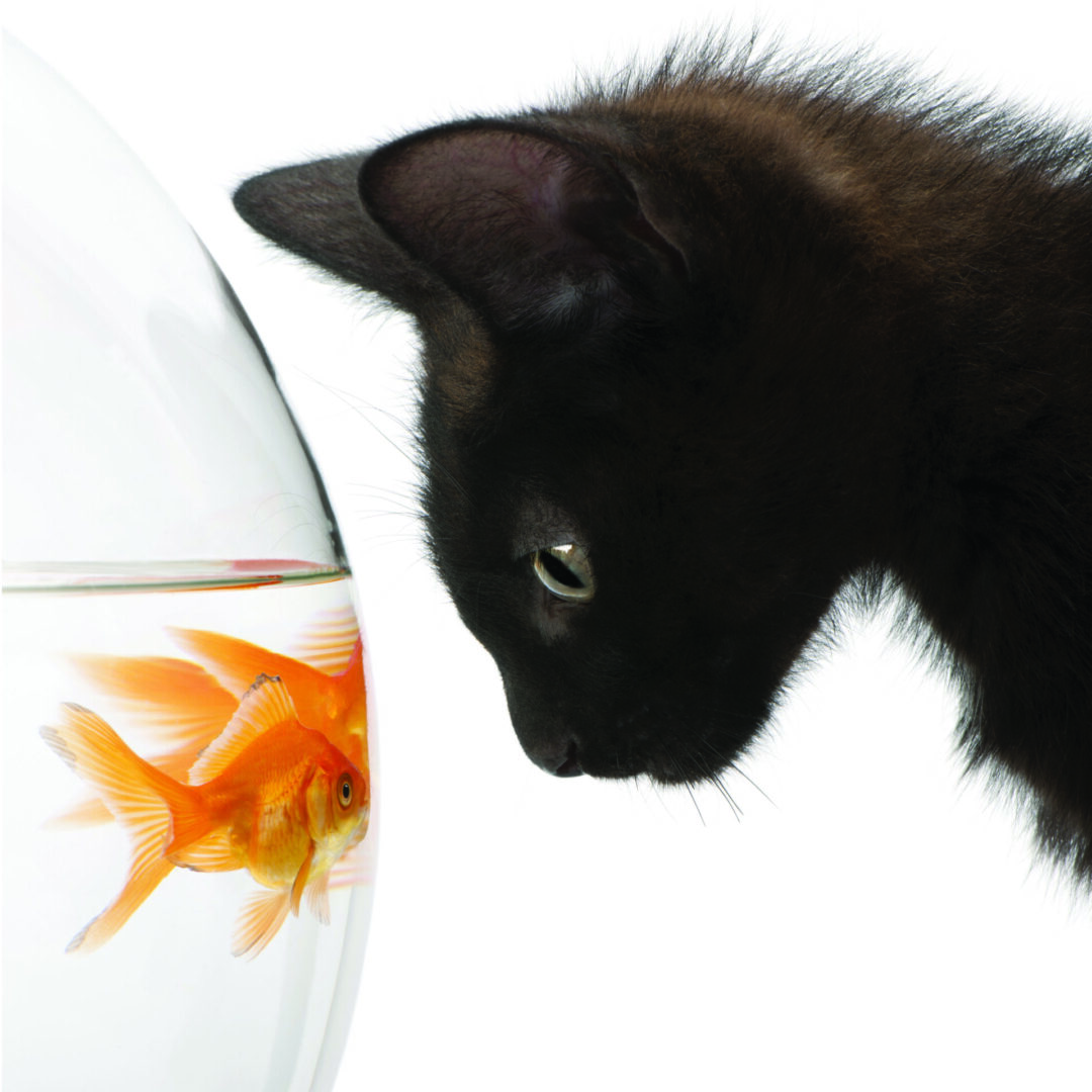 A painting of a cat and a gold fish in a bowllooking at each other