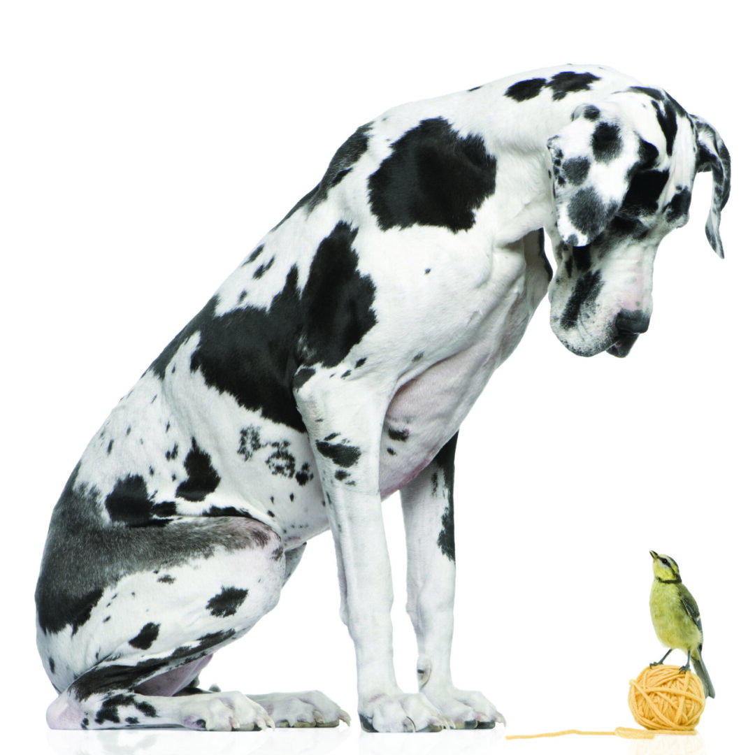A painting of a Dalmatian and a bird looking at each