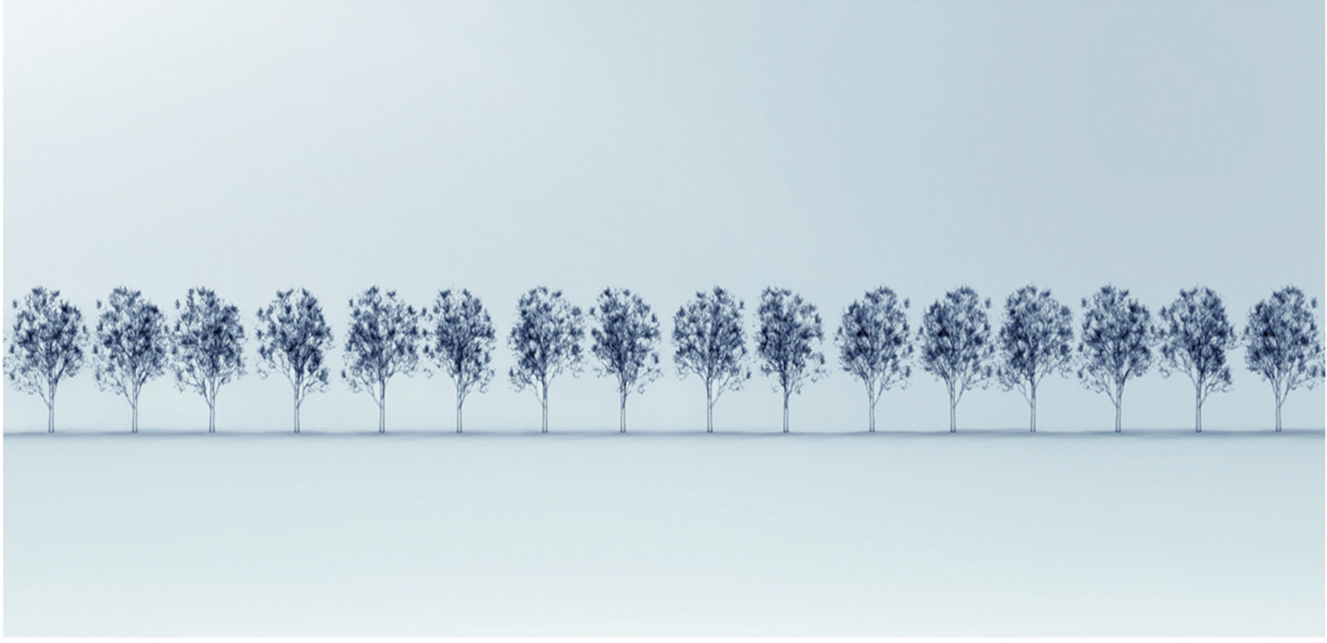 A row of blue trees
