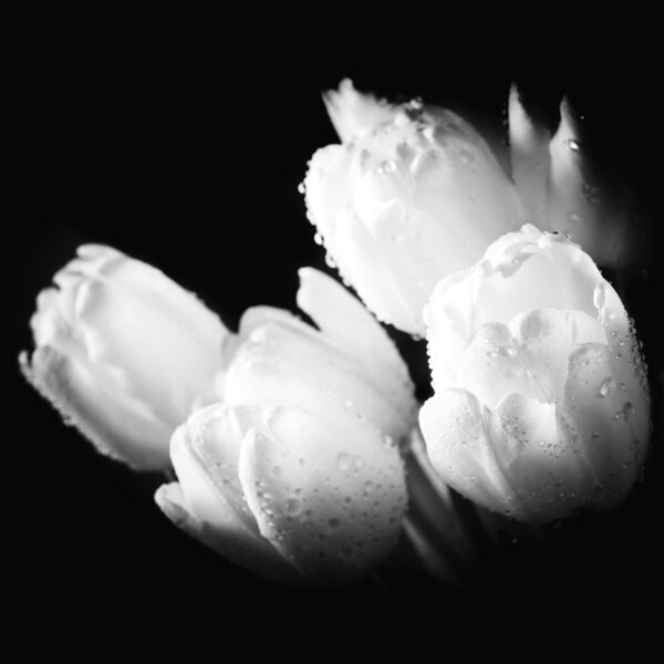 A black and white photo of flowers