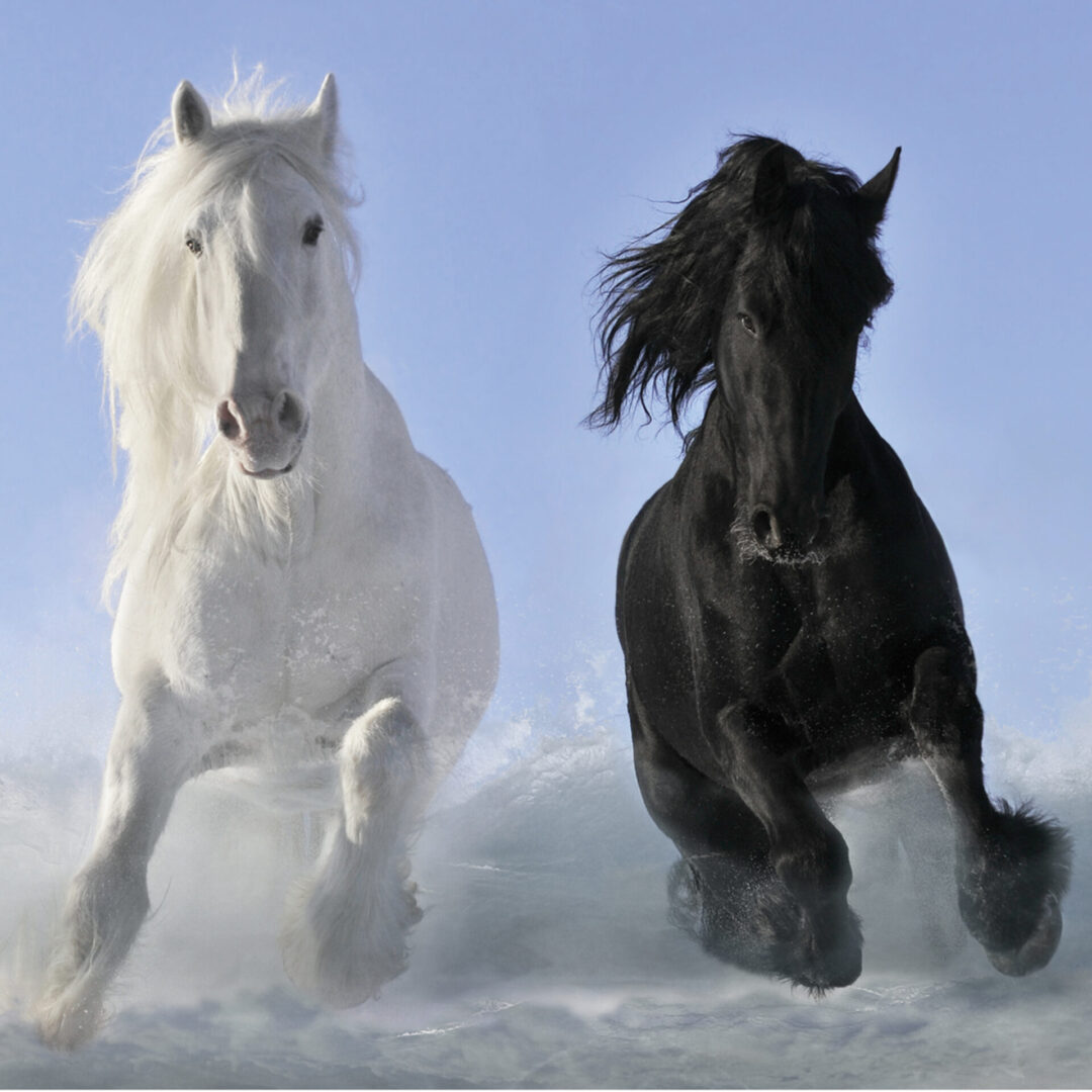 A white horse and a black stallion