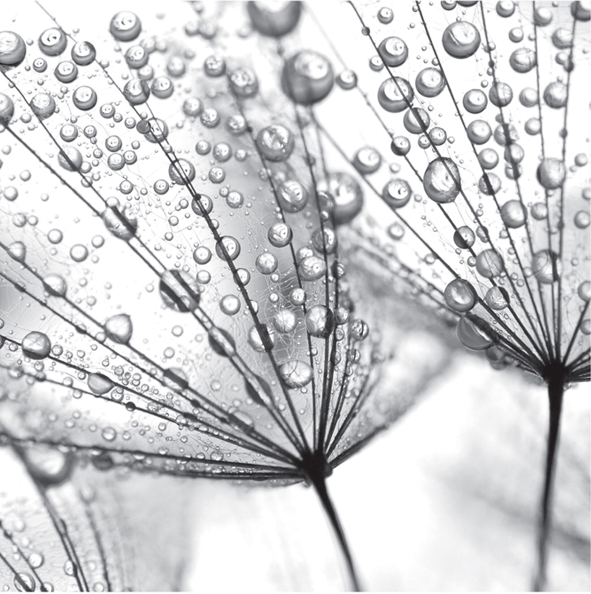 A black and white photo of flowers with dew